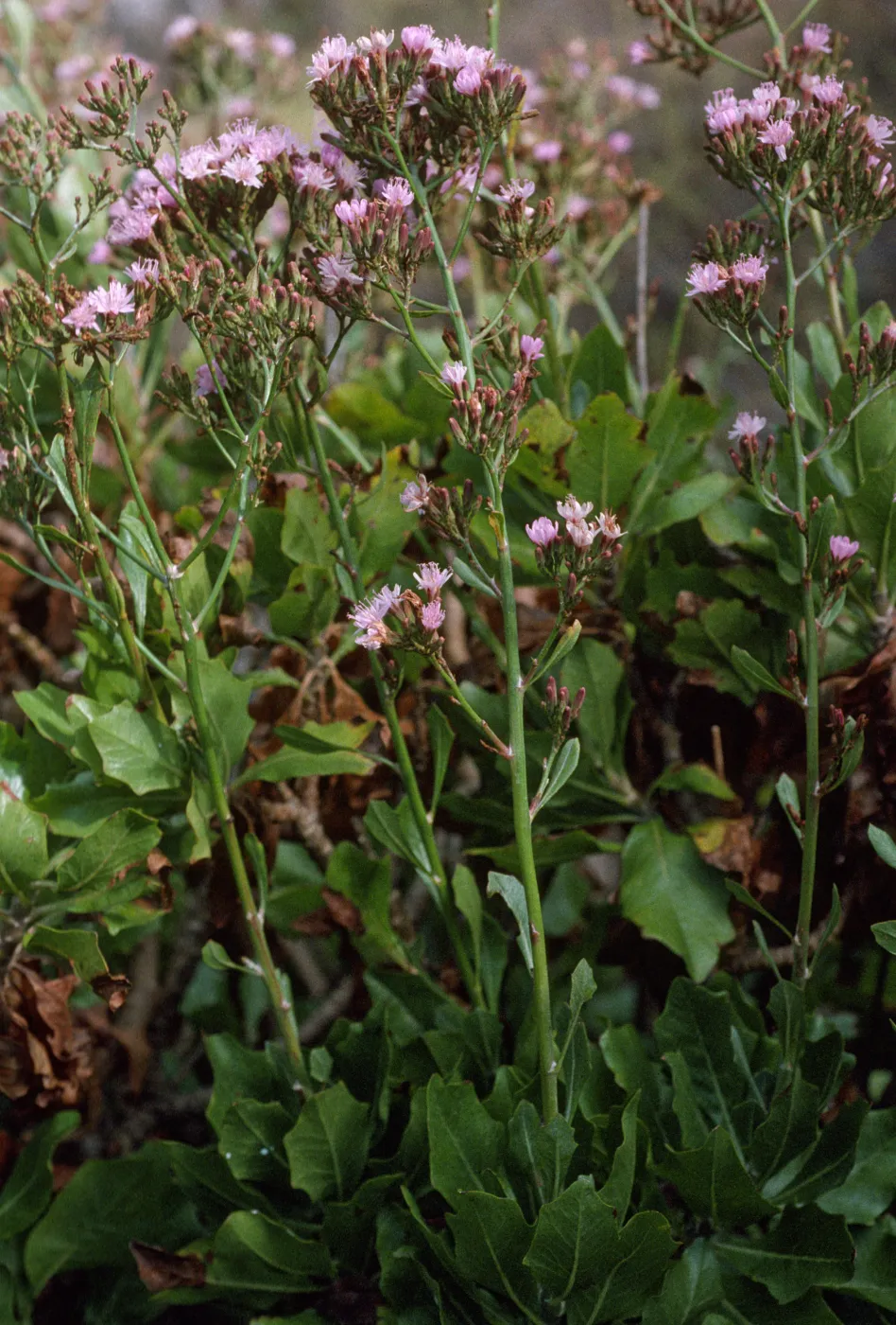 Stephanomeria blairii