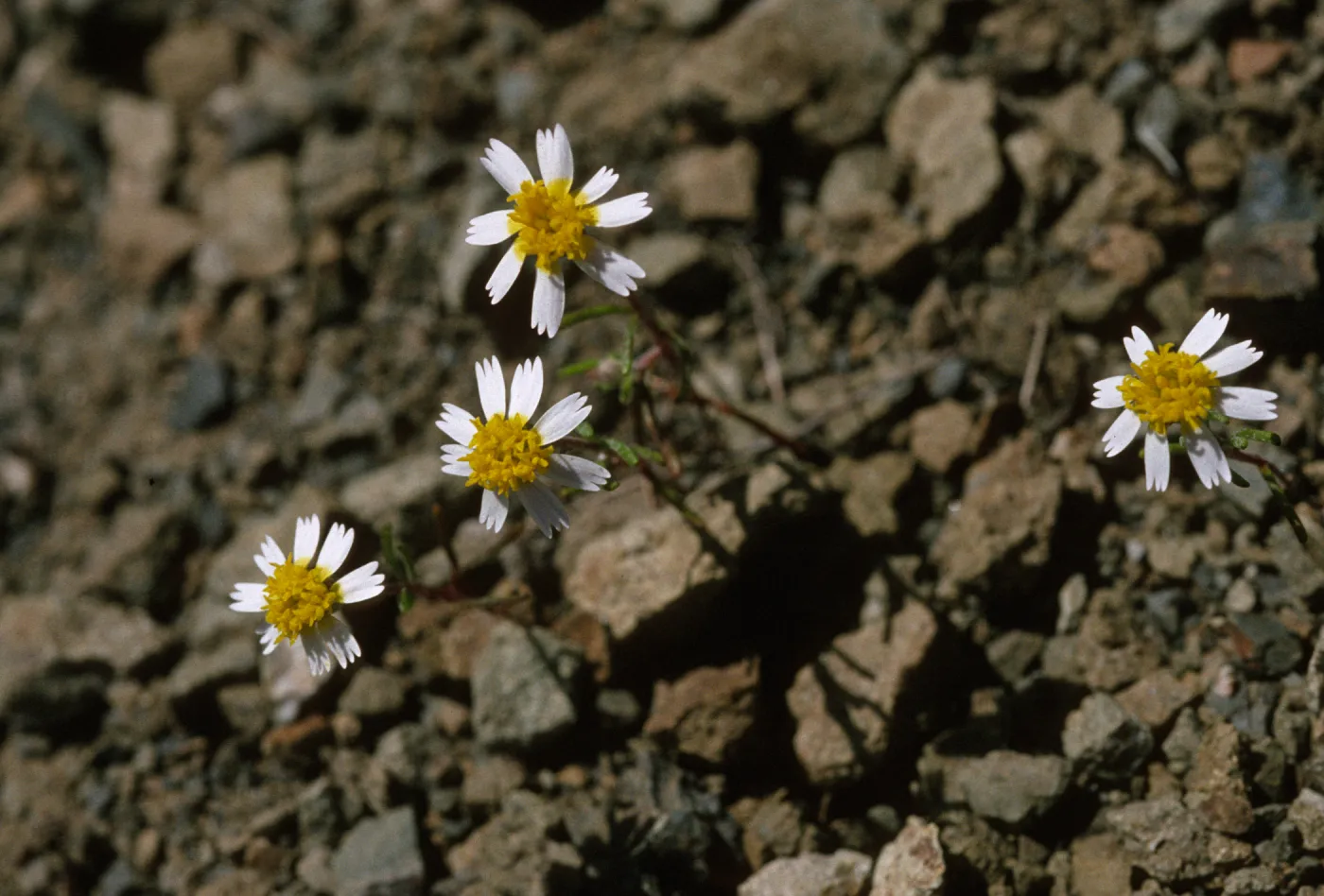 Syntrichopappus lemmonii