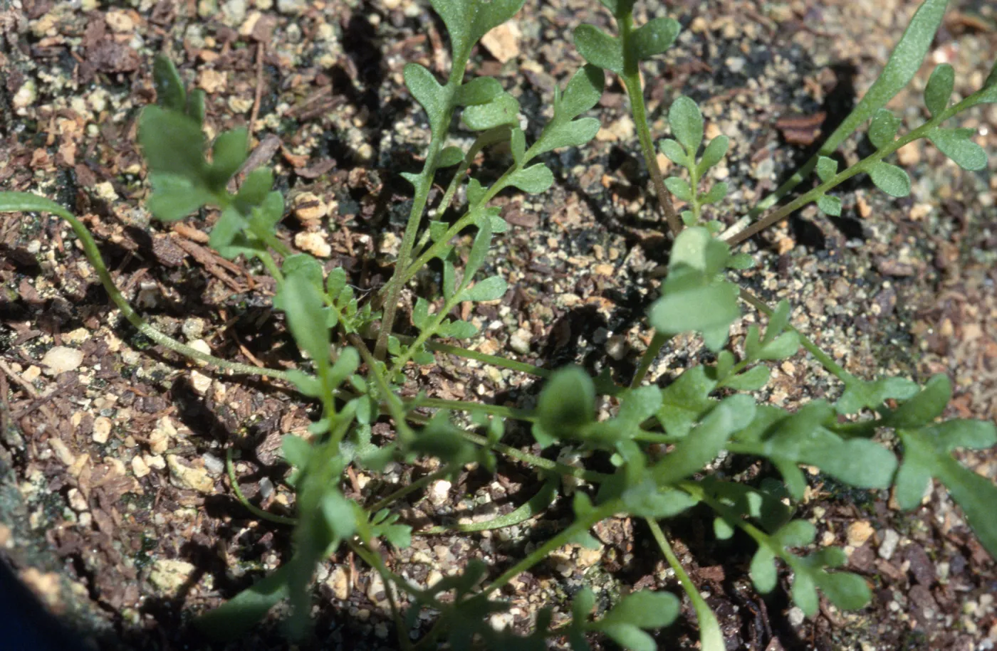 Tropidocarpum capparideum