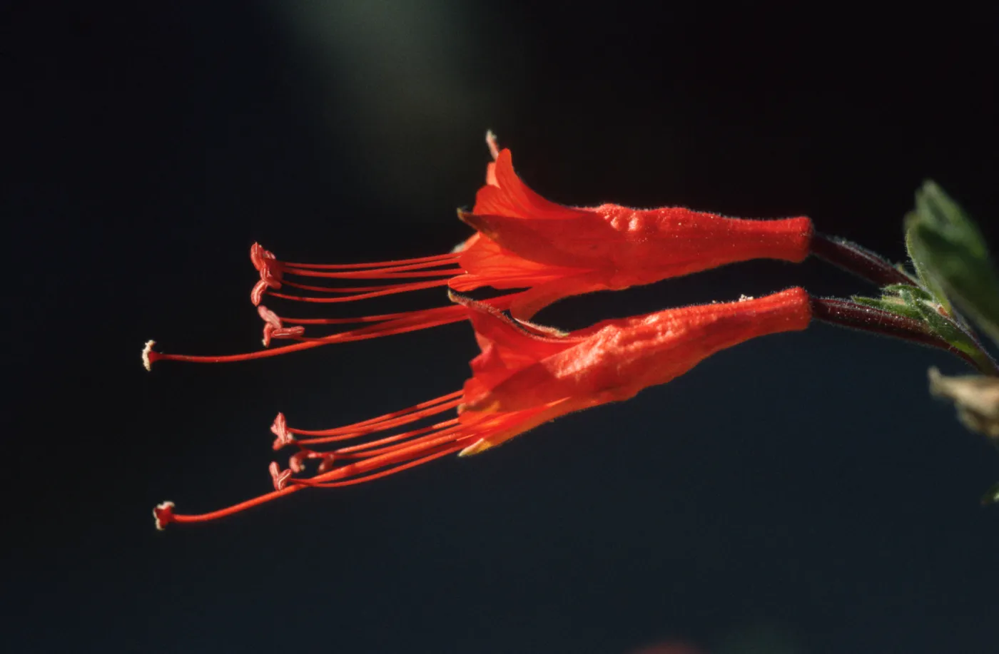 Epilobium canum