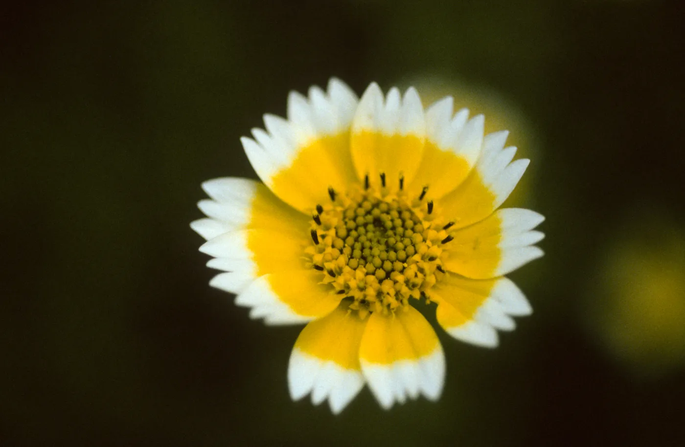Layia platyglossa