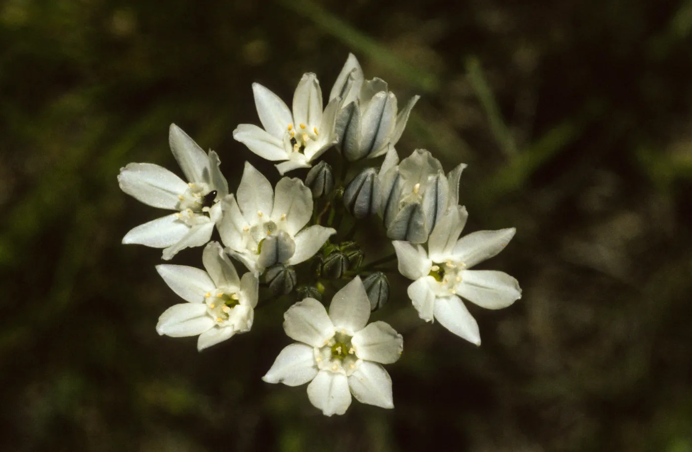 Triteleia hyacinthina