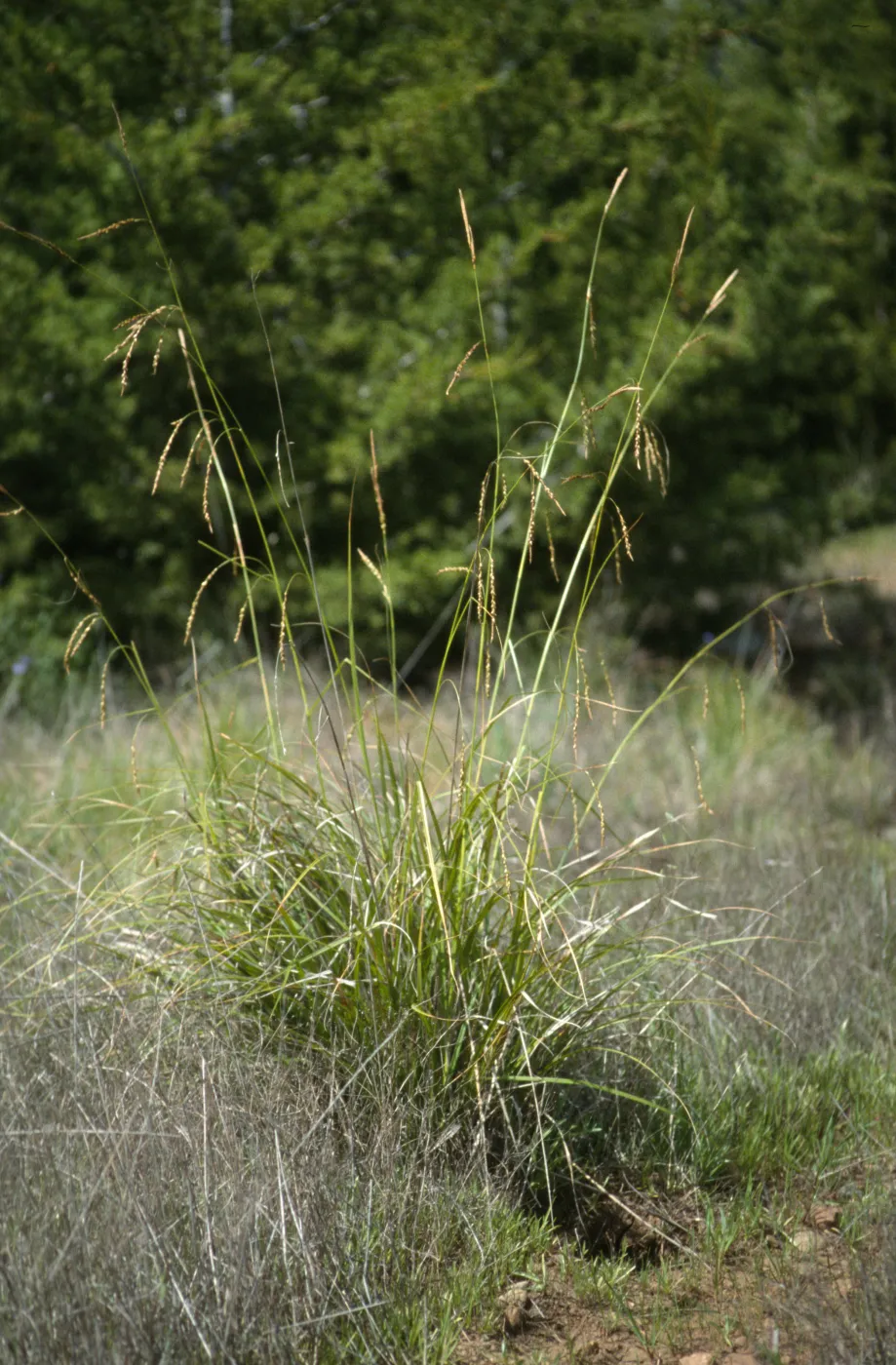 Carex obispoensis