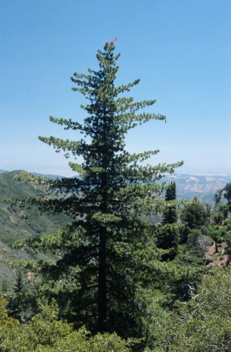 Pinus lambertiana