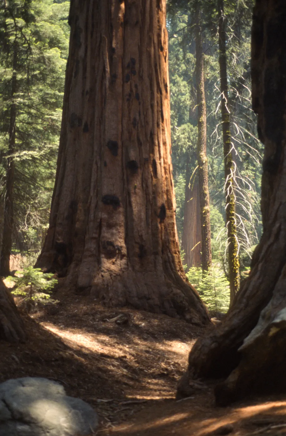 Sequoiadendron