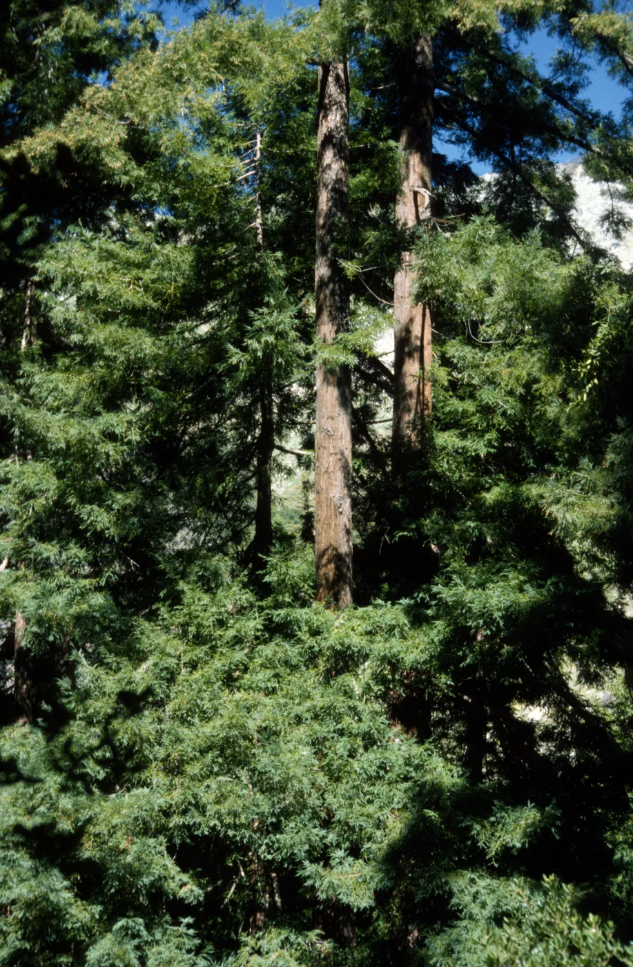 Sequoia (Redwood)
