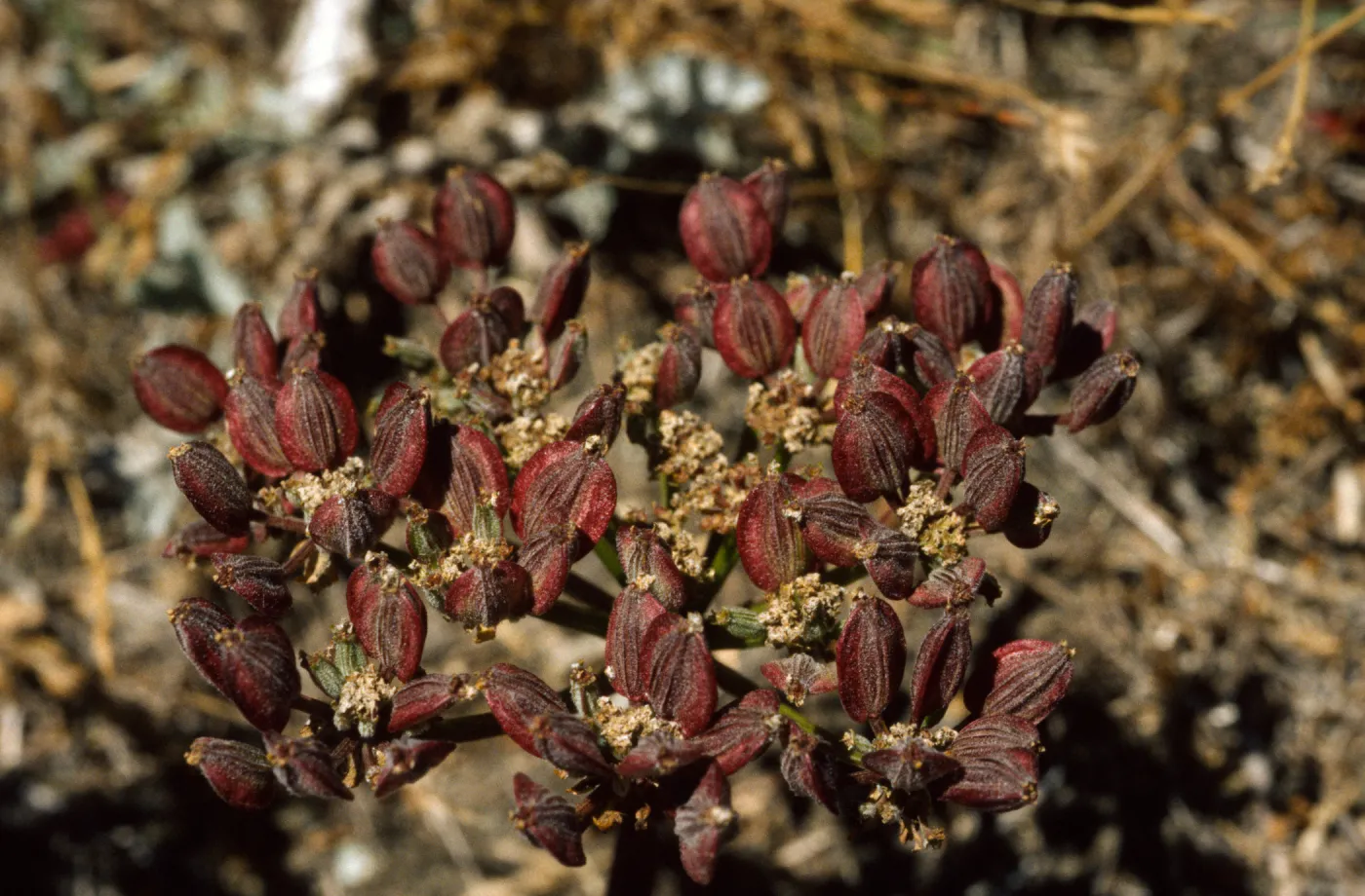 Lomatium utriculatum