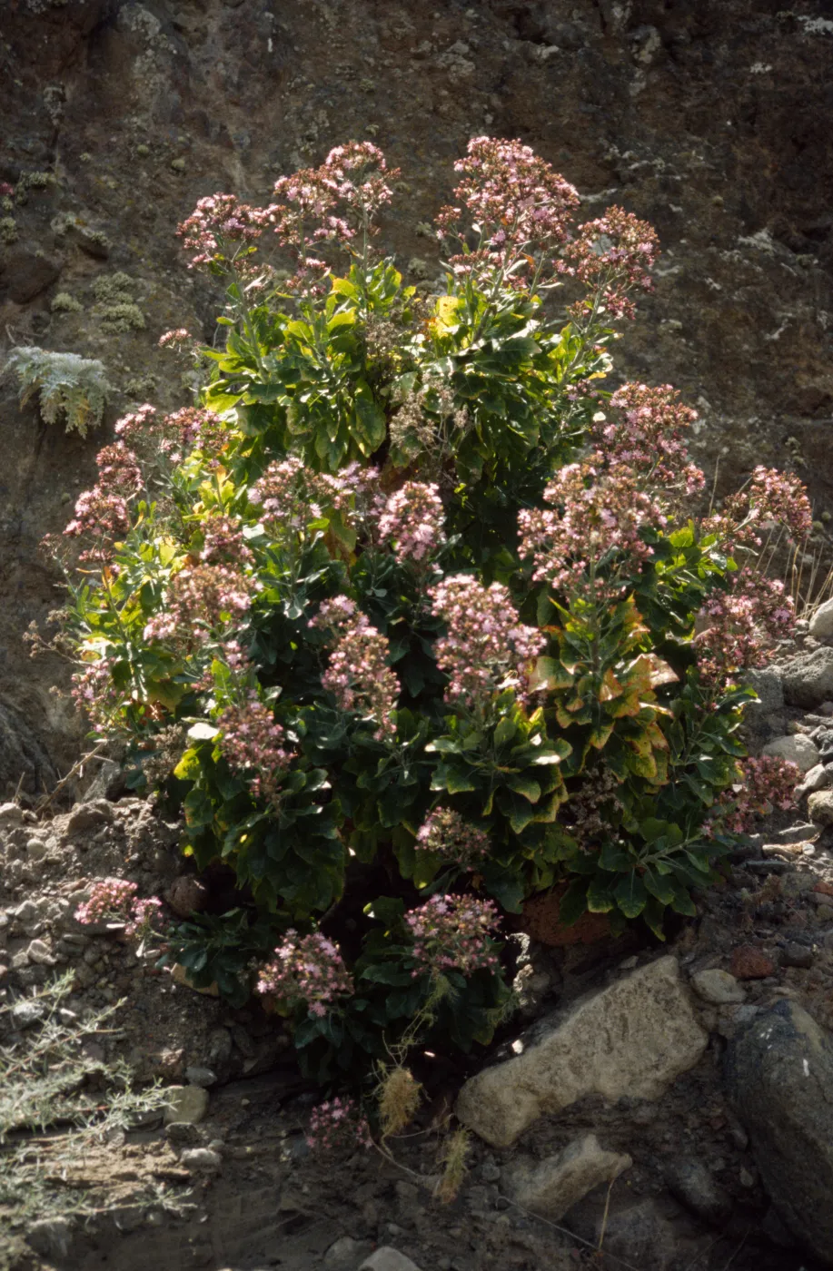 Stephanomeria blairii