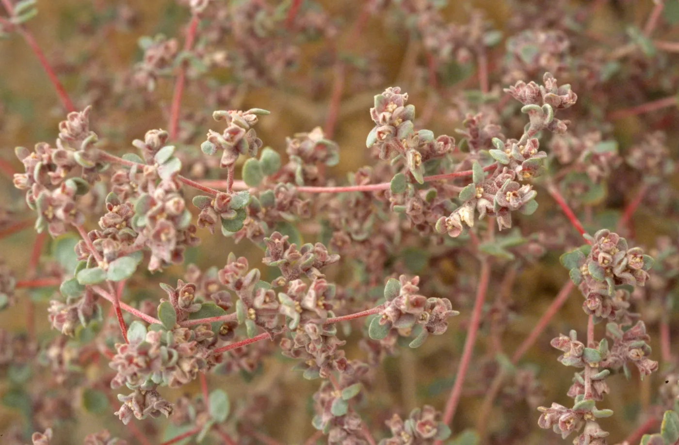 Tidestromia oblongifolia