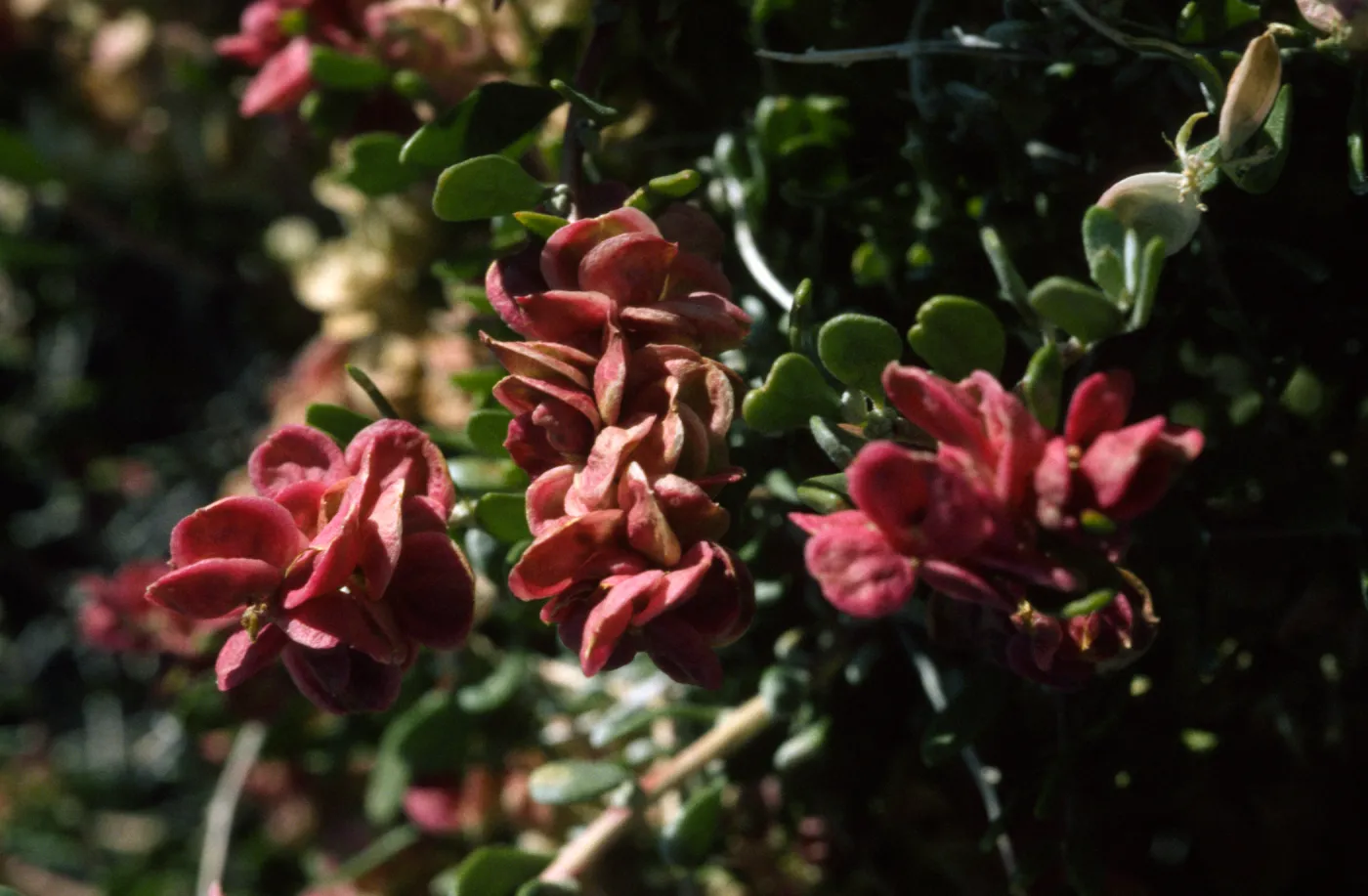 Grayia spinosa