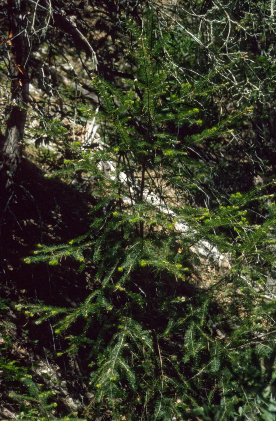 Pseudotsuga menziesii