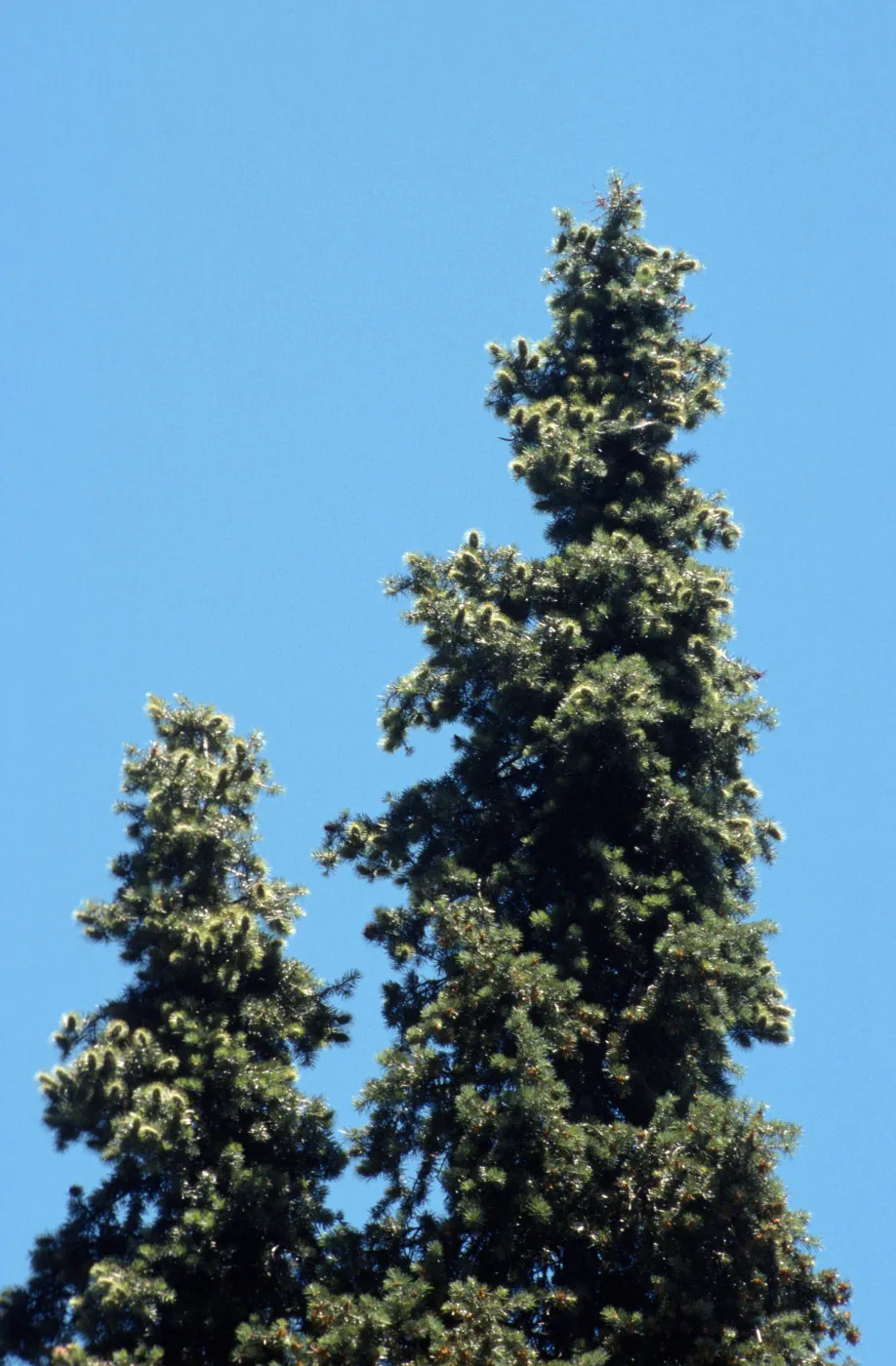 Abies bracteata