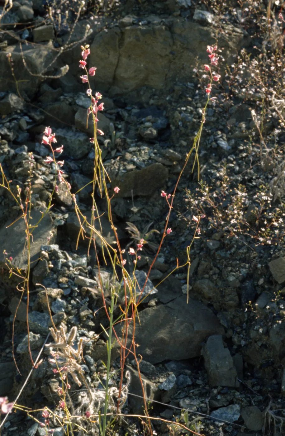 Streptanthus polygaloides