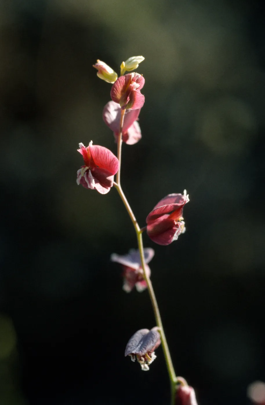 Streptanthus polygaloides