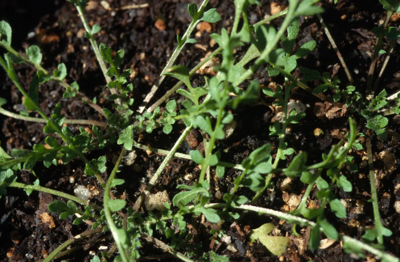 Tropidocarpum capparideum