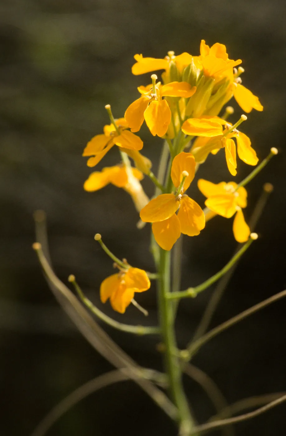 Erysimum capitatum lompocense
