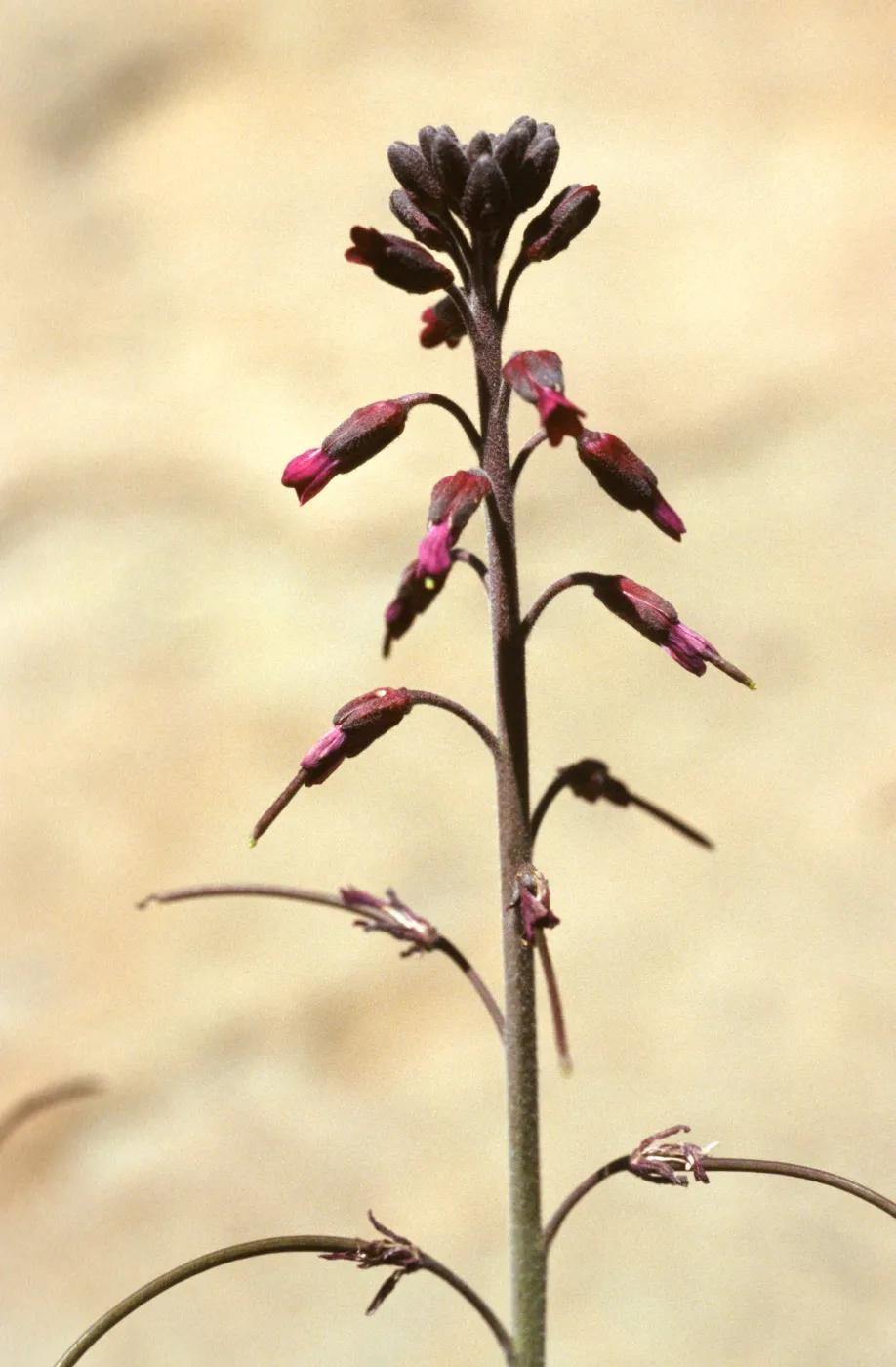 Arabis sparsiflora