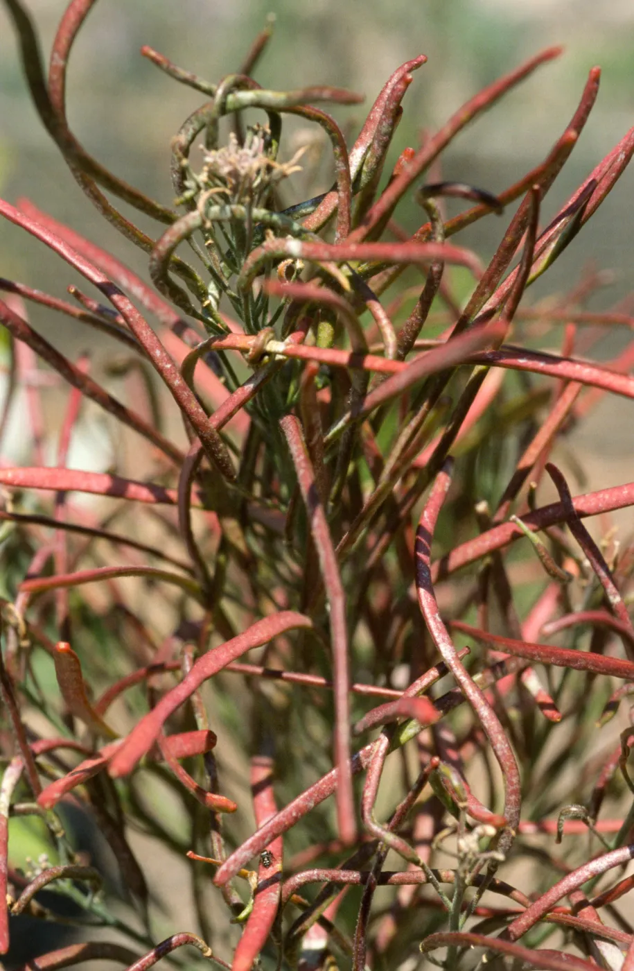 Arabis hoffmannii fruits