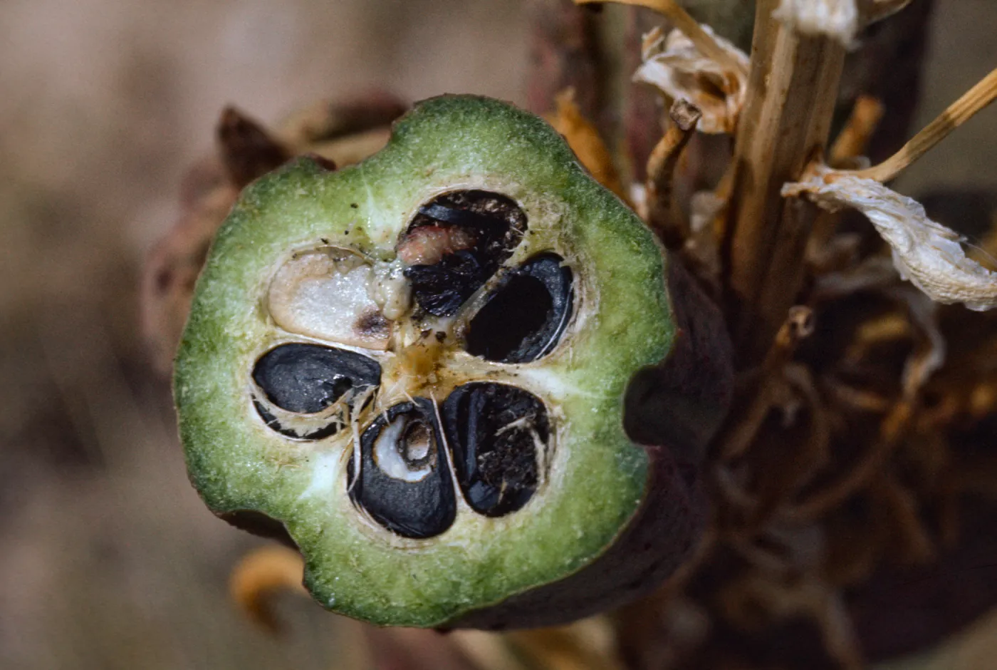 Yucca whipplei fruits