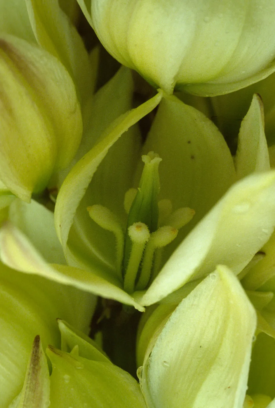 Yucca schidigera