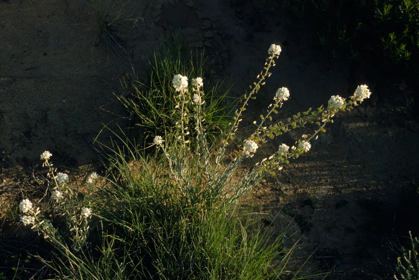 Dithyrea