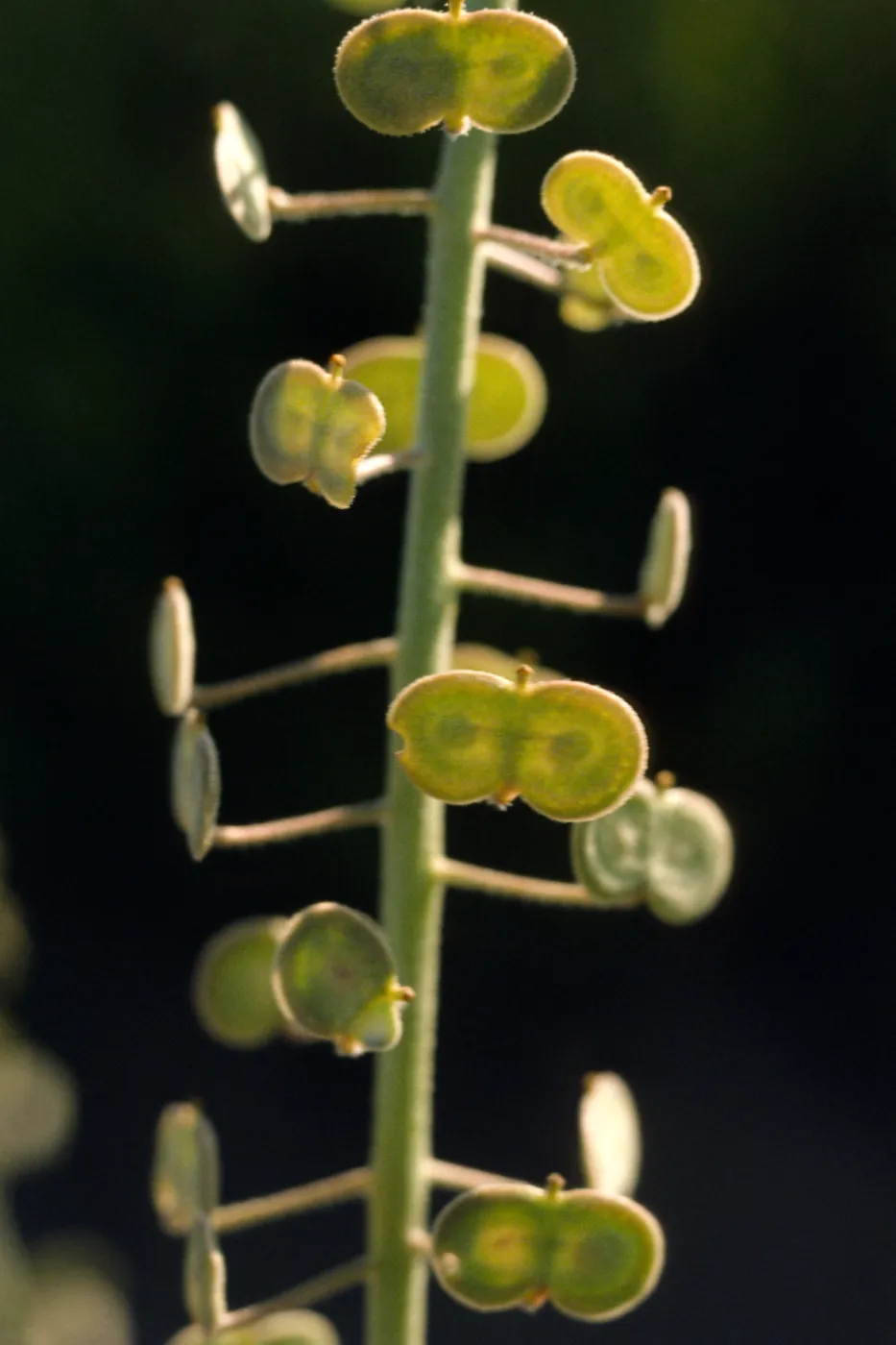 Dithyrea