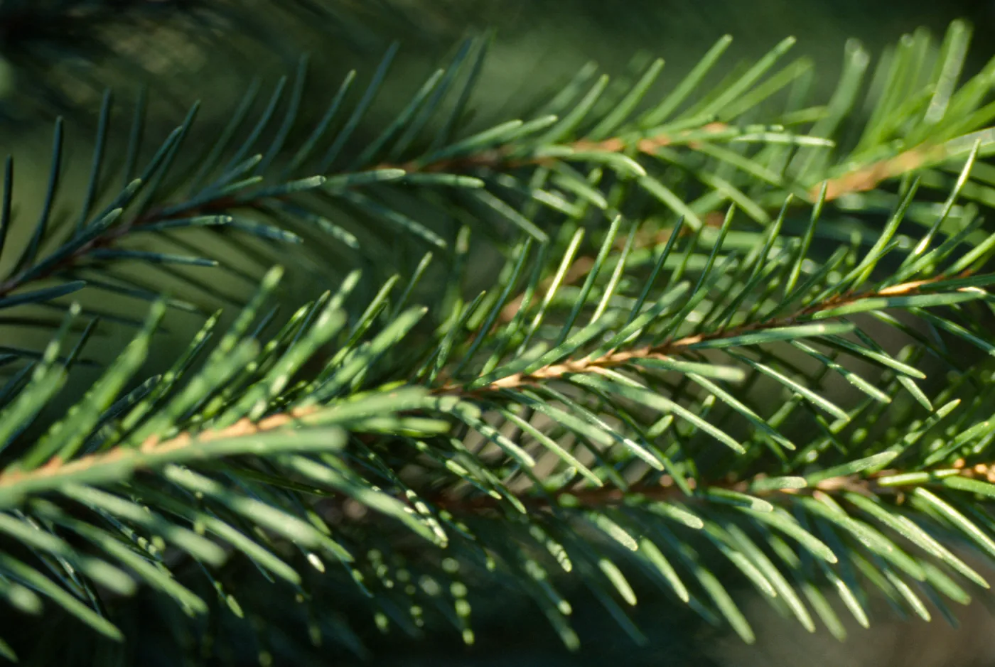 Picea breweriana