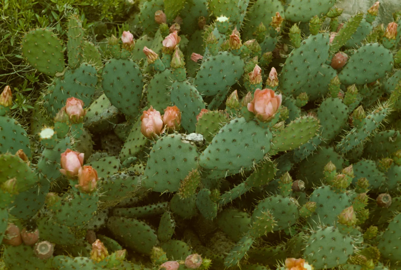 Opuntia basilaris