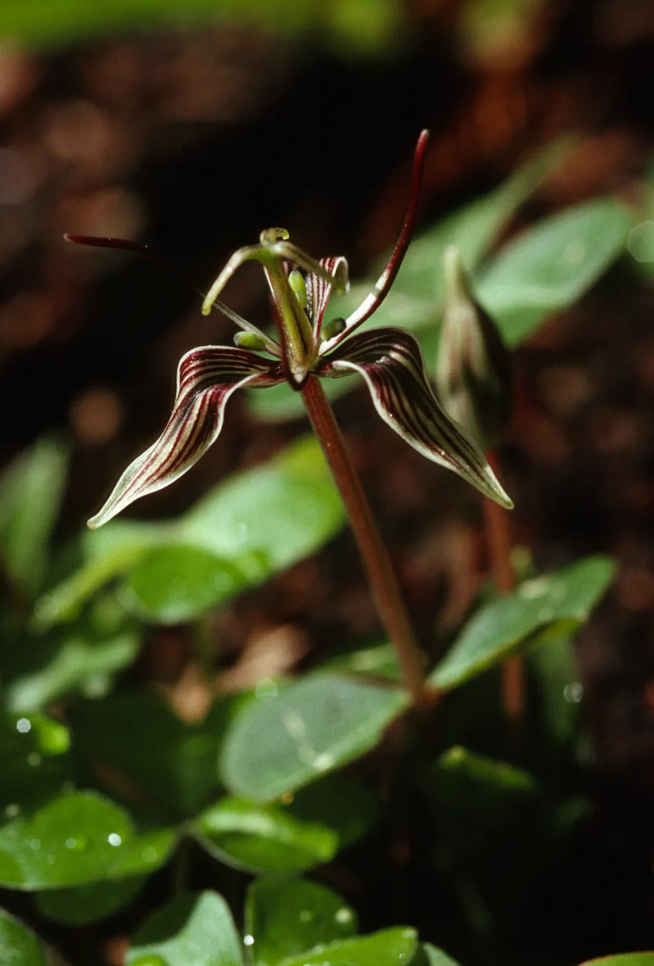 Scoliopus bigelovii 