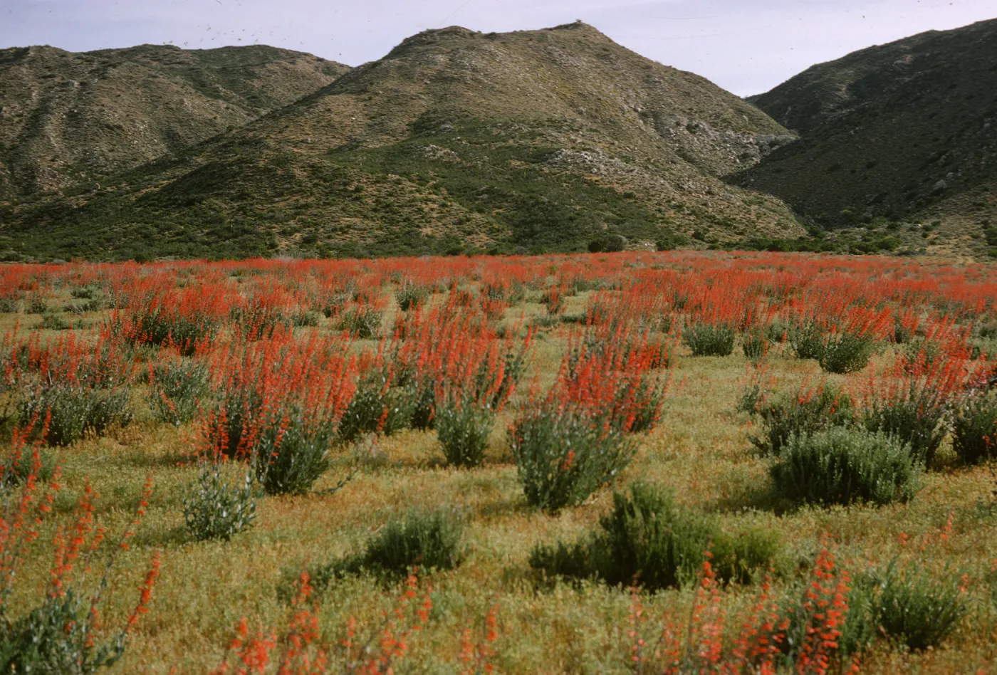 Penstemon centranthifolius