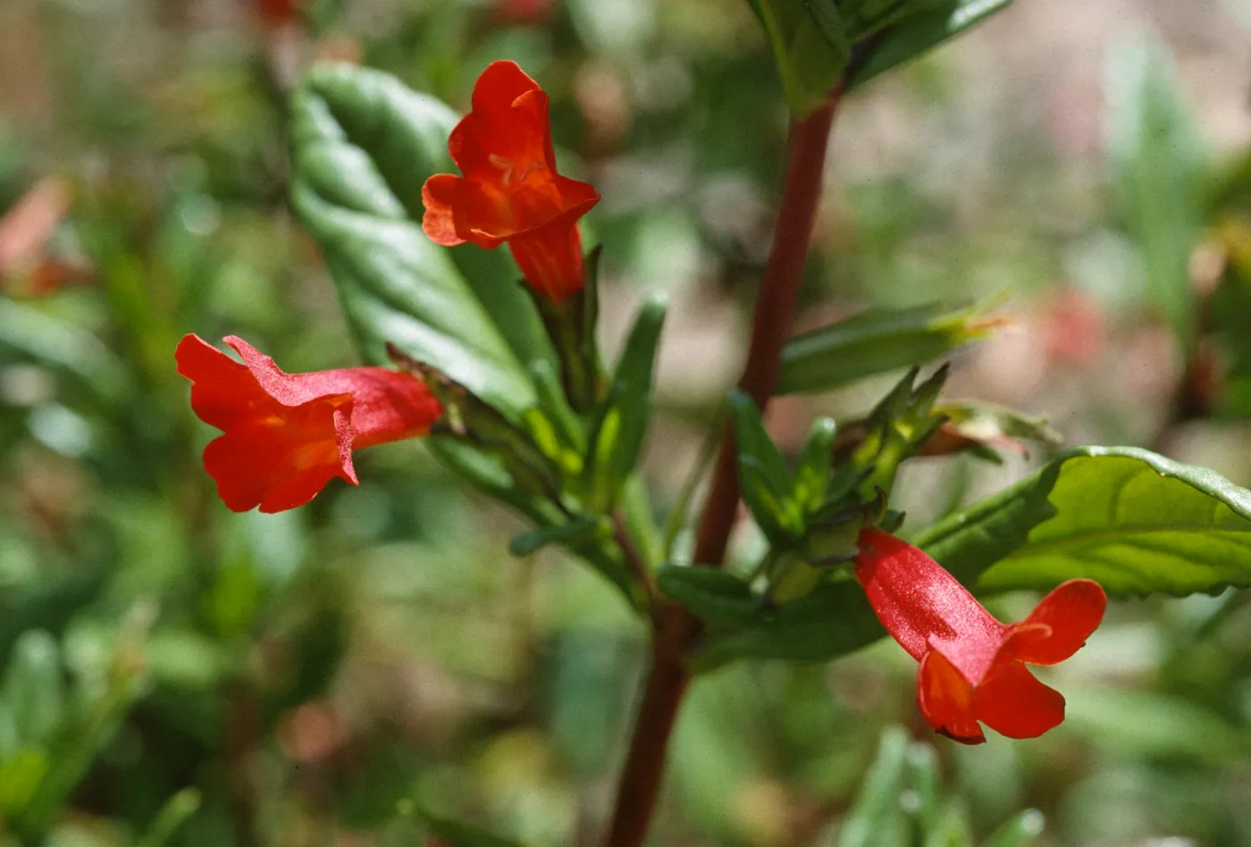 Mimulus flemingii