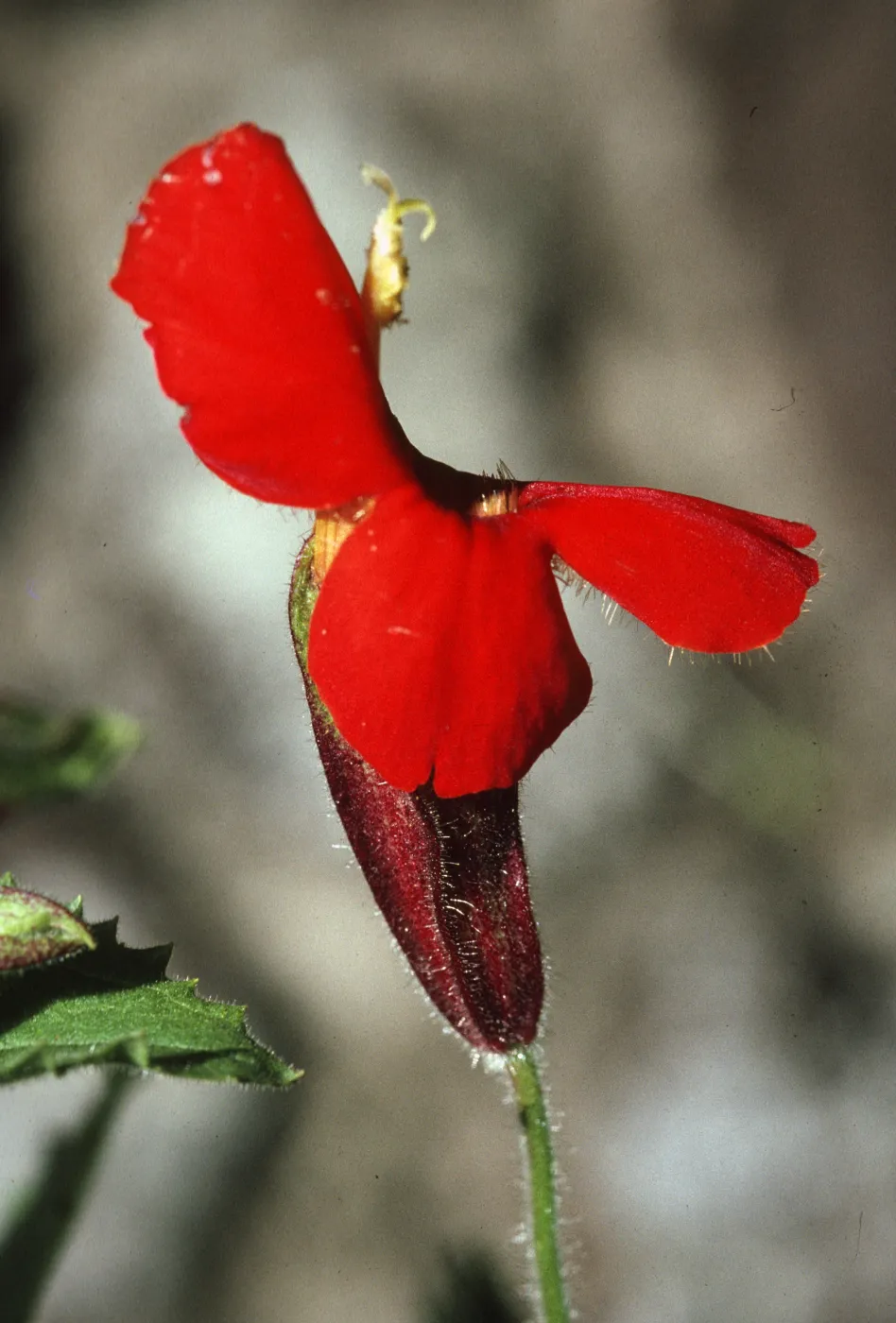 Mimulus cardinalis