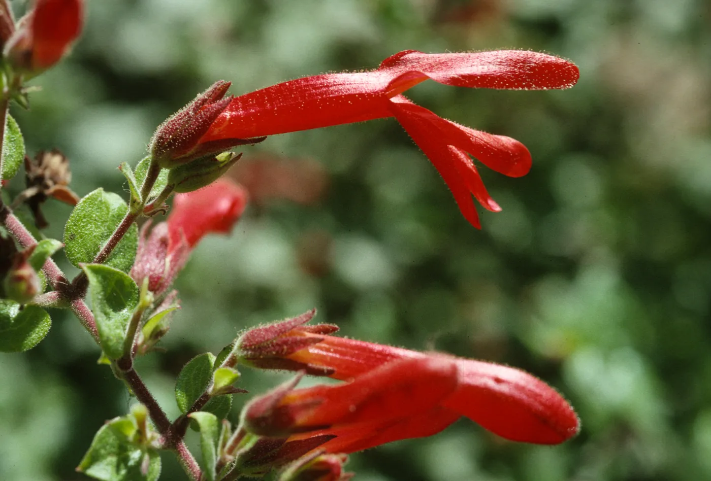 Keckiella cordifolia