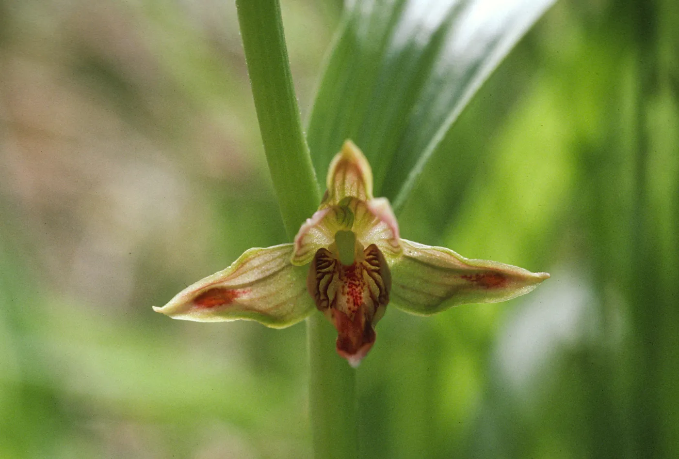 Epipactis gigantea