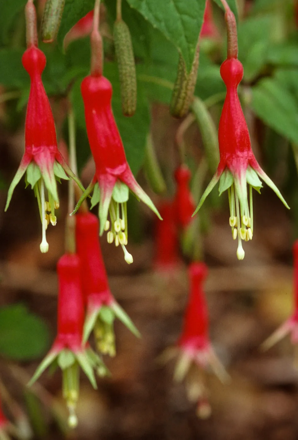 Fuchsia splendens