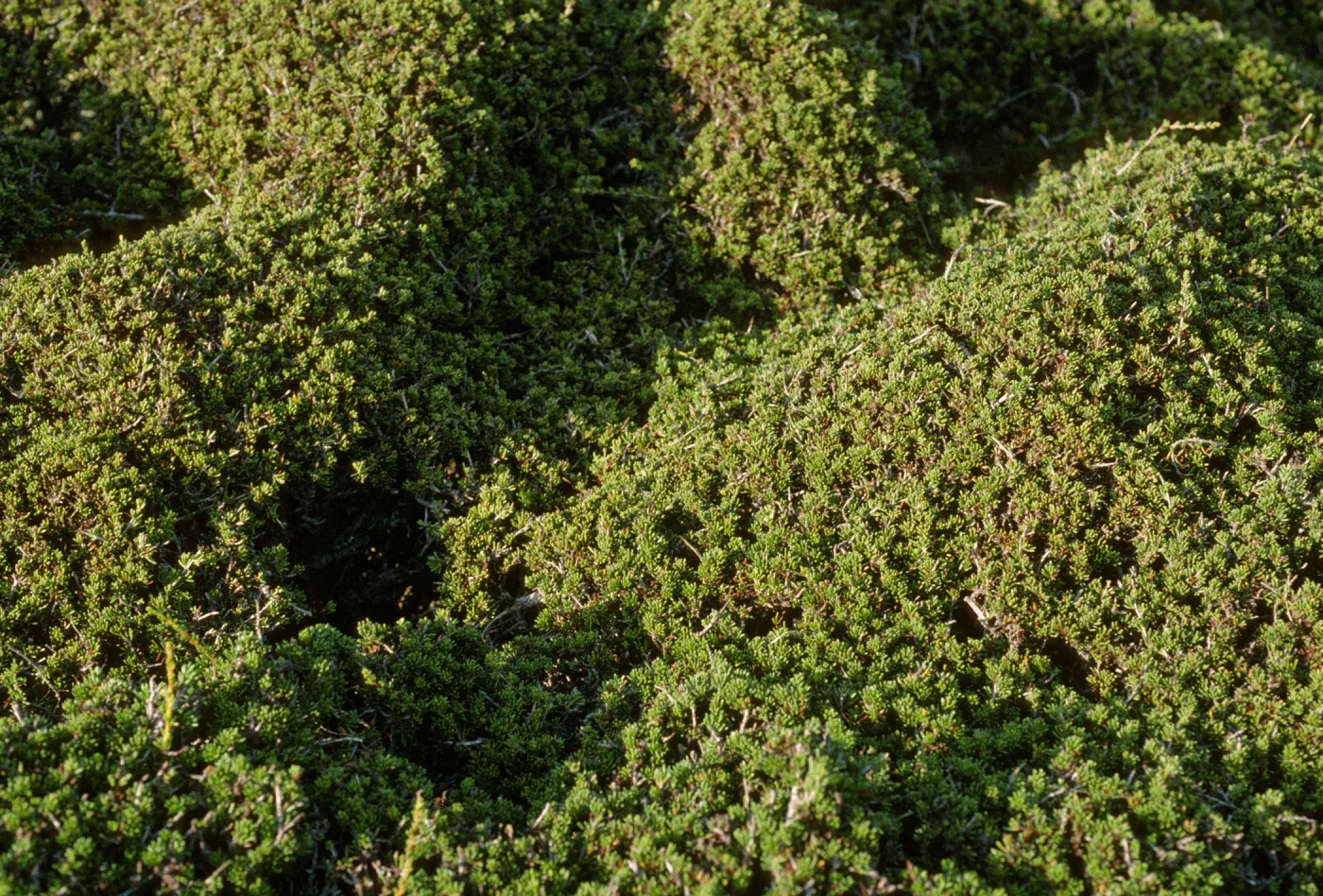 Adenostoma leaves