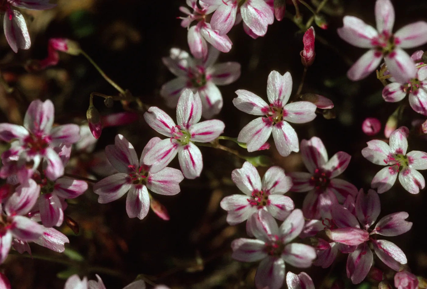 Claytonia exigua var. exigua