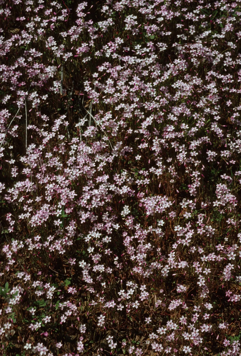 Claytonia exigua var exigua