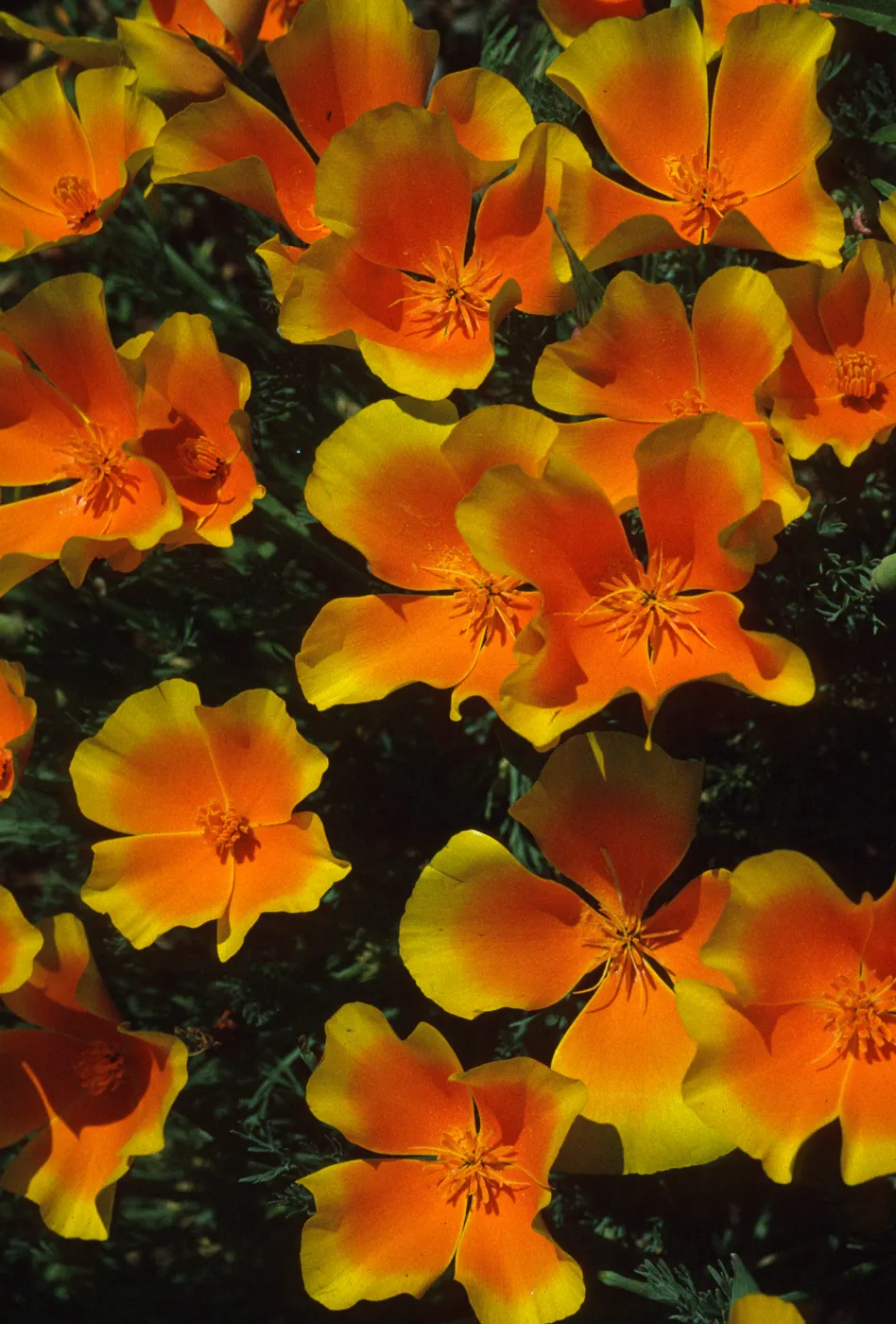 Eschscholzia californica
