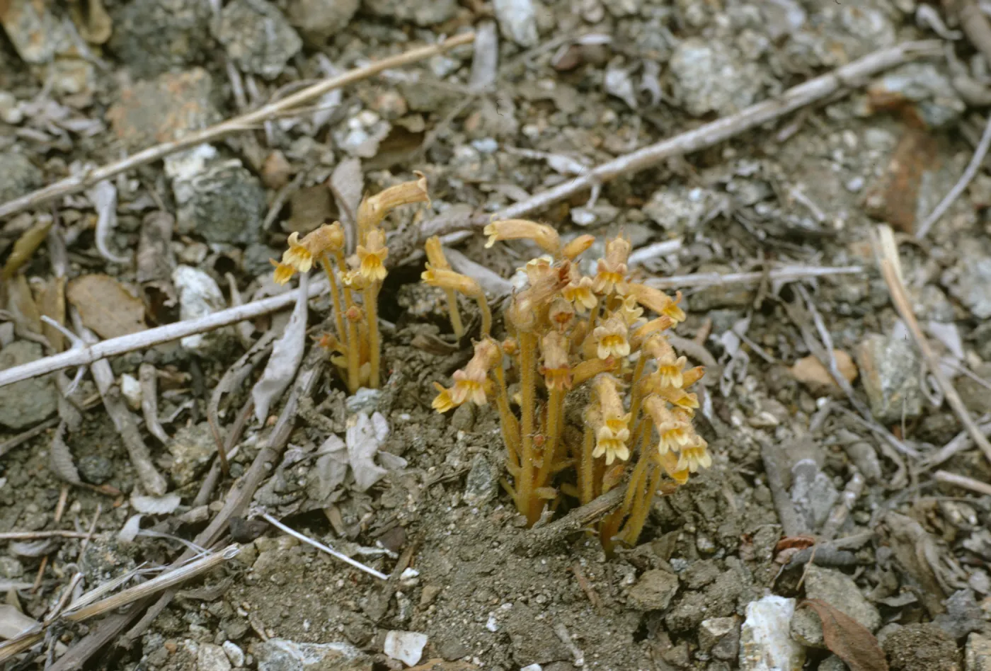 Orobanche fasciculata
