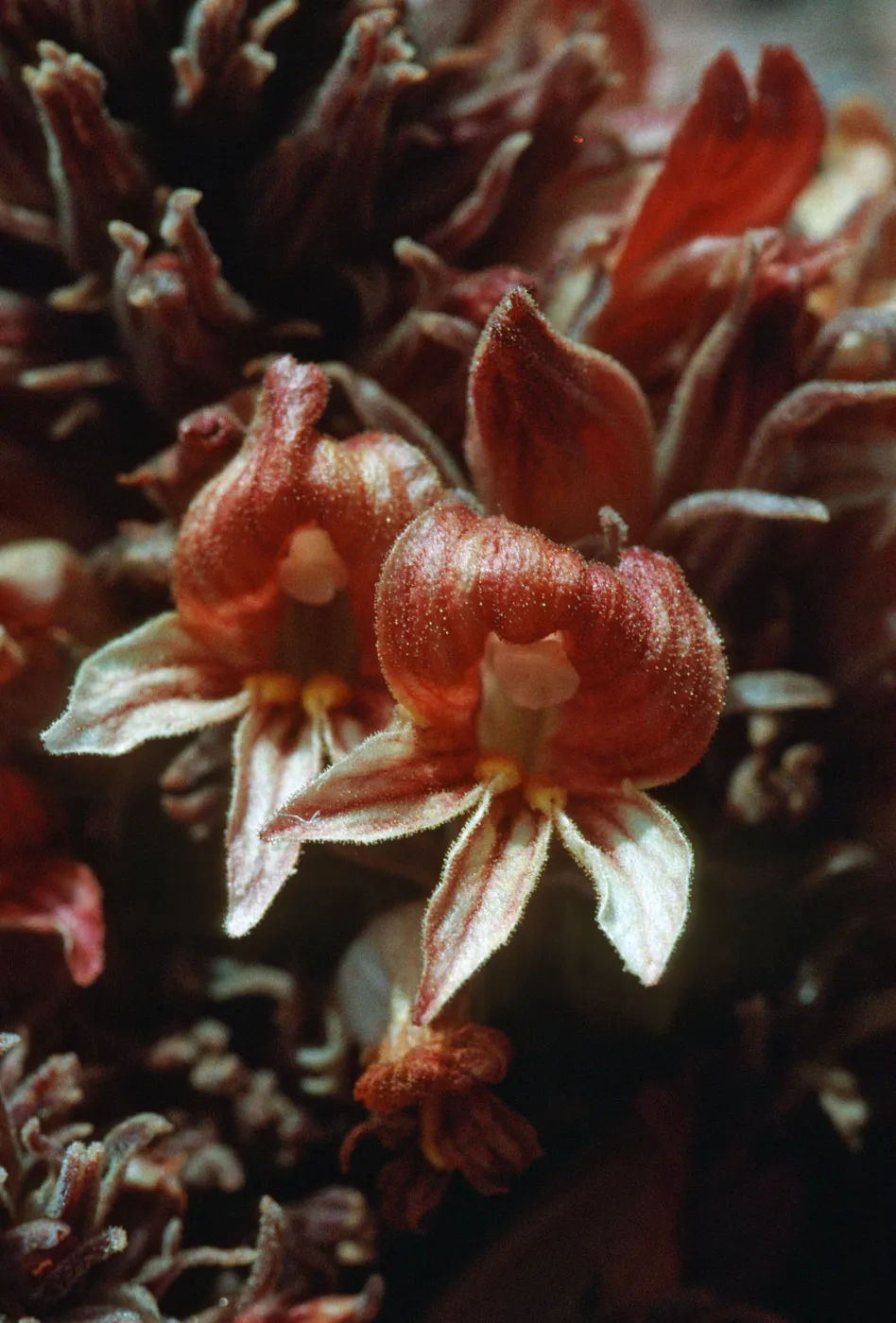 Orobanche californica ssp. feudgei