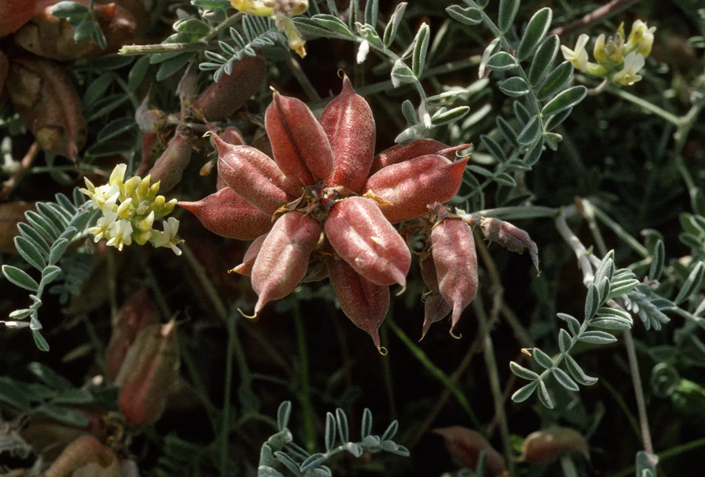 Astragalus miguelensis