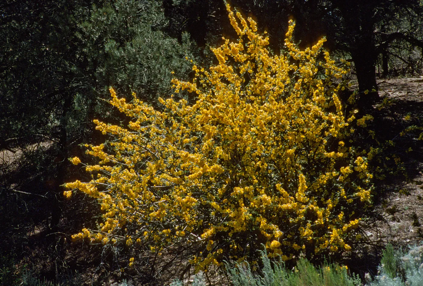 Fremontodendron californicum