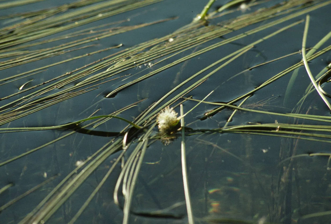 Sparganium natans