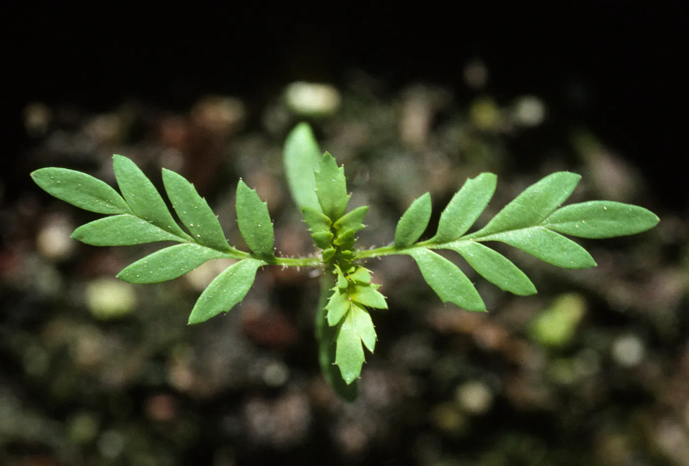 Lyonothomnus seedlings