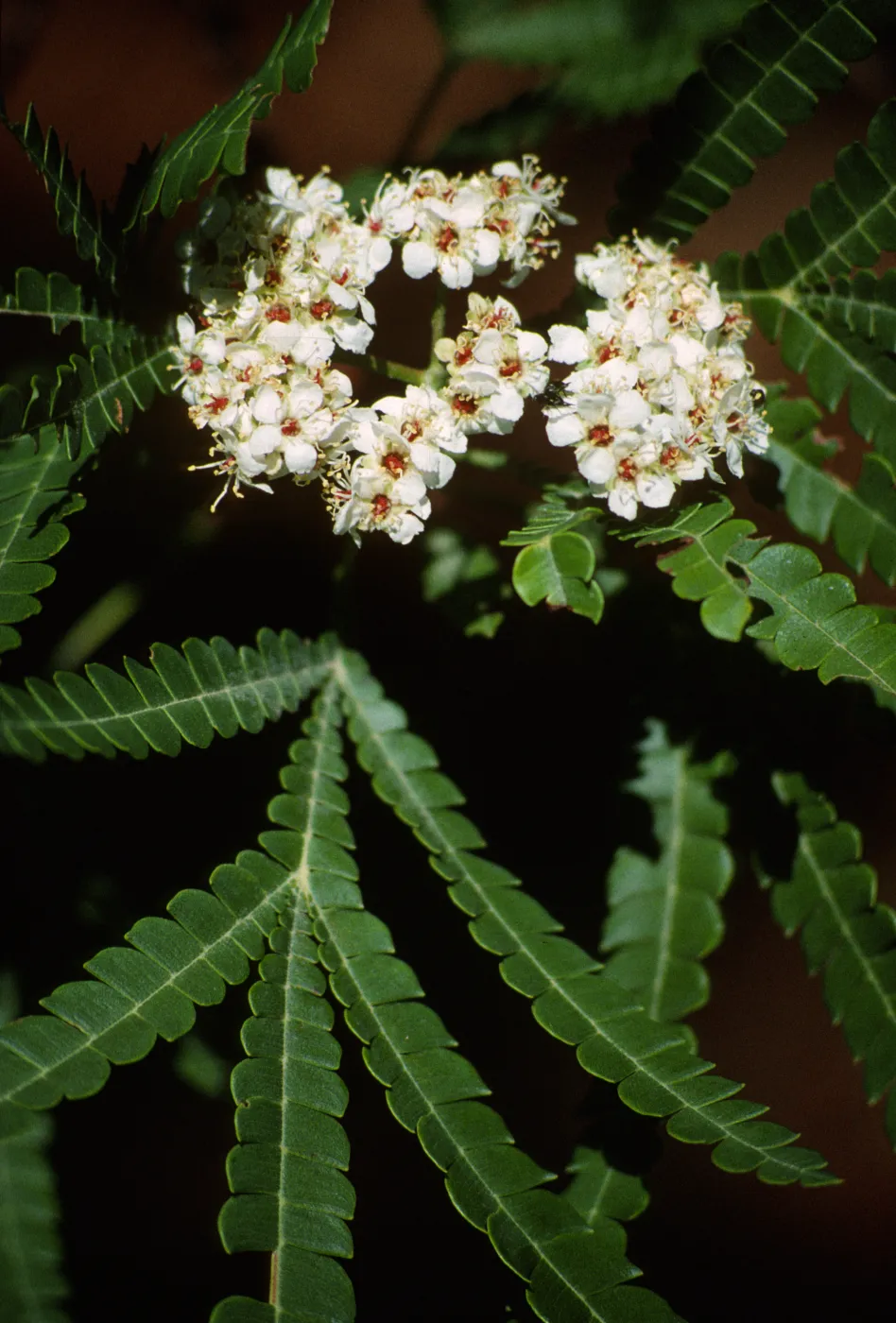 Lyonothomnus floribundus ssp asplenifolius