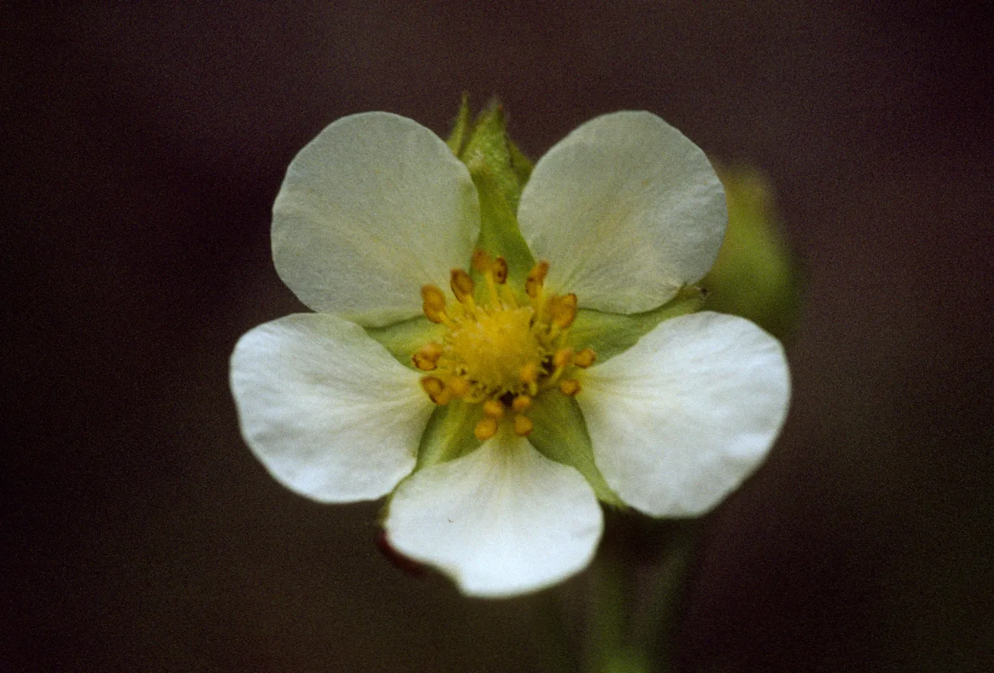 Potentilla glandulosa