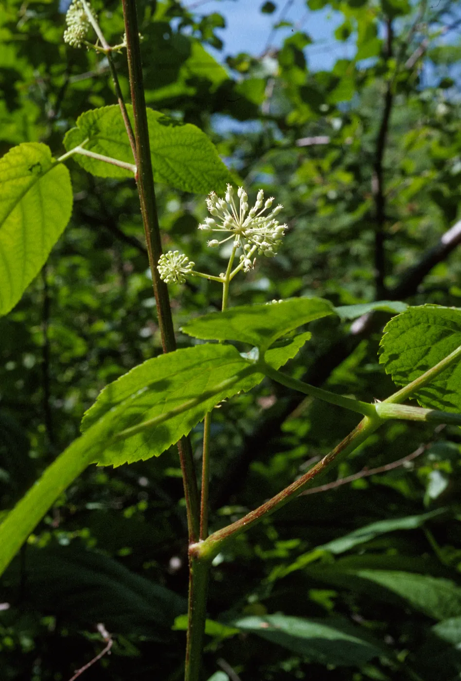 Aralia californica