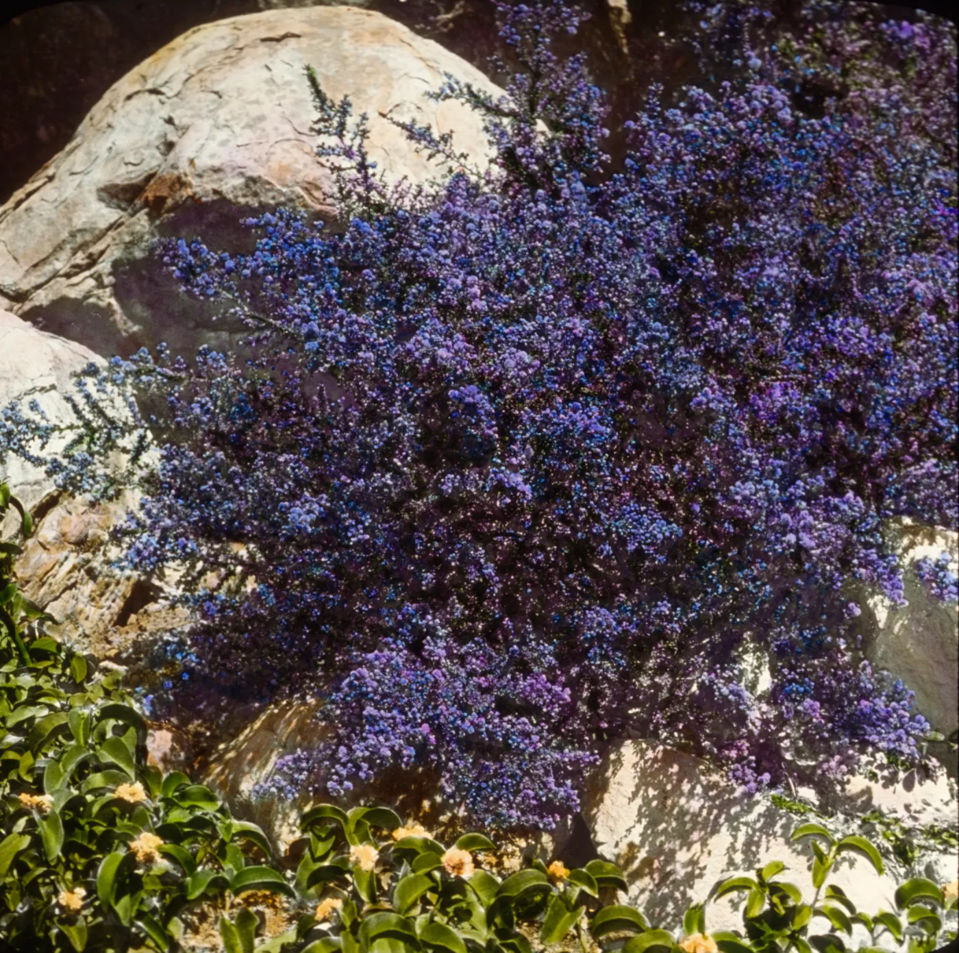 Santa Barbara Gardens of the Past - Santa Barbara Botanic Garden (California Lilac)