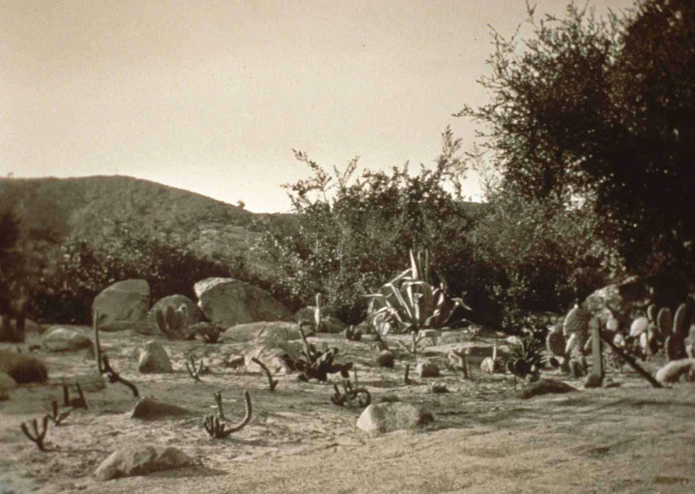 Desert Garden 